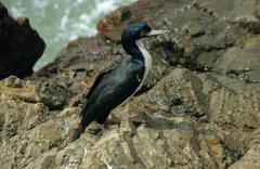 Guanay Cormorant